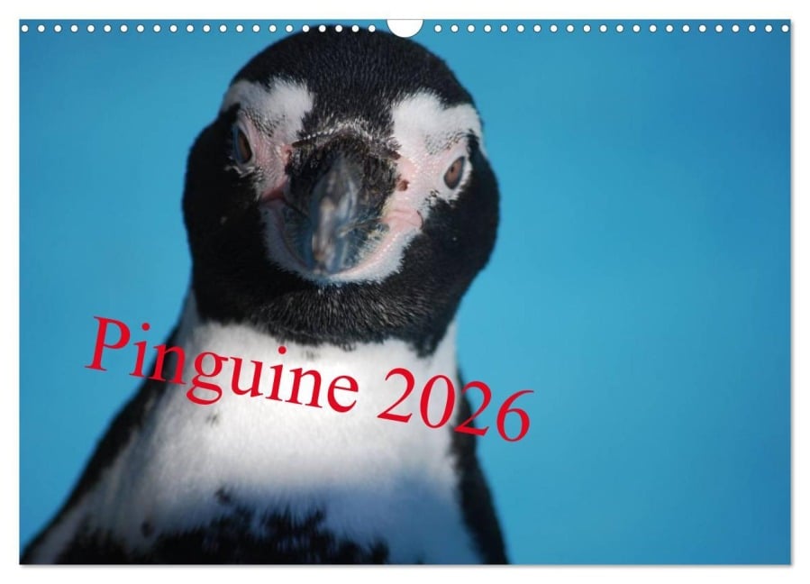 Pinguine 2026 (Wandkalender 2026 DIN A3 quer), CALVENDO Monatskalender - Ilka Groos