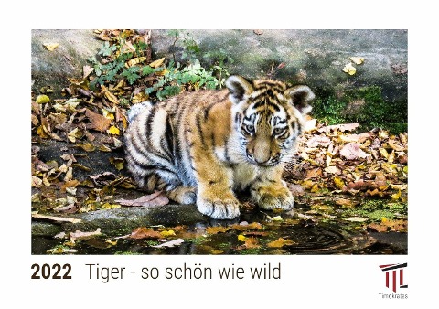 Tiger - so schön wie wild 2022 - Timokrates Kalender, Tischkalender, Bildkalender - DIN A5 (21 x 15 cm) - 