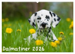 Cover-Bild zum Titel 'Dalmatiner 2026 (Wandkalender 2026 DIN A2 quer), CALVENDO Monatskalender' von 'Judith Dzierzawa'