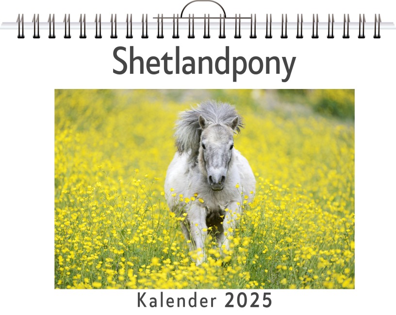 Shetlandpony - Anna Hoffmann