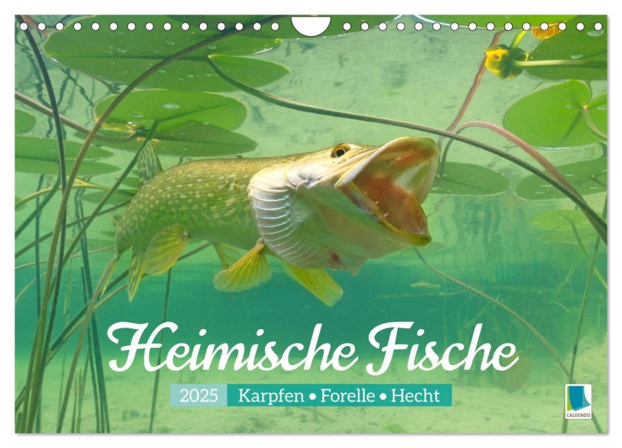 Heimische Fische: Karpfen, Forelle, Hecht (Wandkalender 2025 DIN A4 quer), CALVENDO Monatskalender - Calvendo Calvendo