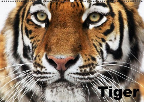 Tiger (Wandkalender immerwährend DIN A2 quer) - Elisabeth Stanzer
