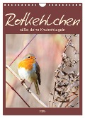 Rotkehlchen, süße kleine Knutschkugeln (Wandkalender 2025 DIN A4 hoch), CALVENDO Monatskalender - Sabine Löwer