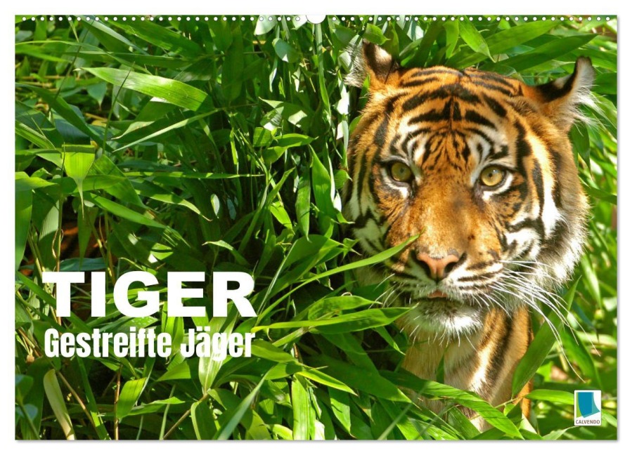 Tiger: Gestreifte Jäger (Wandkalender 2025 DIN A2 quer), CALVENDO Monatskalender - Calvendo Calvendo