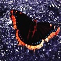Cover-Bild zum Titel 'Royal Treatment' von 'Various'
