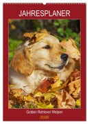 Cover-Bild zum Titel 'Jahresplaner Golden Retriever Welpen (Wandkalender 2026 DIN A2 hoch), CALVENDO Monatskalender' von 'Sigrid Starick'