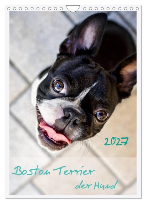 Boston Terrier der Hund 2027 (Wandkalender 2027 DIN A4 hoch), CALVENDO Monatskalender - Nailia Schwarz