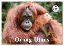 Orang-Utans (Wandkalender 2026 DIN A2 quer), CALVENDO Monatskalender - Elisabeth Stanzer