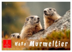 Cover-Bild zum Titel 'Hallo Murmeltier (Wandkalender 2026 DIN A4 quer), CALVENDO Monatskalender' von 'Roder Roder'