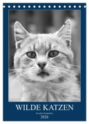 Wilde Katzen - Korsikas Samtpfoten (Tischkalender 2026 DIN A5 hoch), CALVENDO Monatskalender - Claudia Schimmack