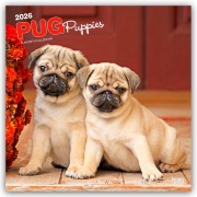 Pug Puppies - Mops Welpen 2026 - 16-Monatskalender - Browntrout Publishers
