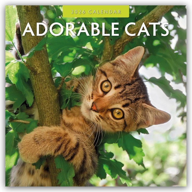Adorable Cats - Liebenswerte Katzen 2026 - 16-Monatskalender - Robin Red