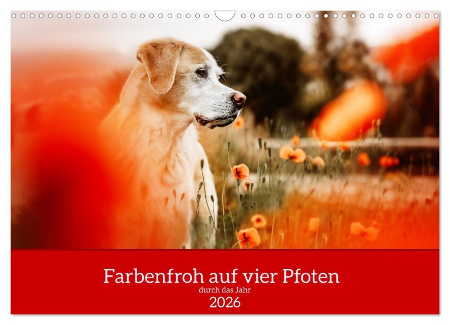 Farbenfroh auf vier Pfoten durch das neue Jahr (Wandkalender 2026 DIN A3 quer), CALVENDO Monatskalender - Sensiebelfotografie Saskia Katharina Siebel