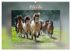 Pferde Vom Minishetty bis zum Kaltblut (Wandkalender 2026 DIN A2 quer), CALVENDO Monatskalender - Angelika Beuck