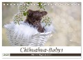 Chihuahua-Babys - Amy und Angel im Studio (Tischkalender 2025 DIN A5 quer), CALVENDO Monatskalender - Sonja Teßen