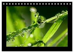 Cover-Bild zum Titel 'Meine kleine grüne Wassertropfen Welt (Tischkalender 2026 DIN A5 quer), CALVENDO Monatskalender' von 'Gabi Siebenhühner'