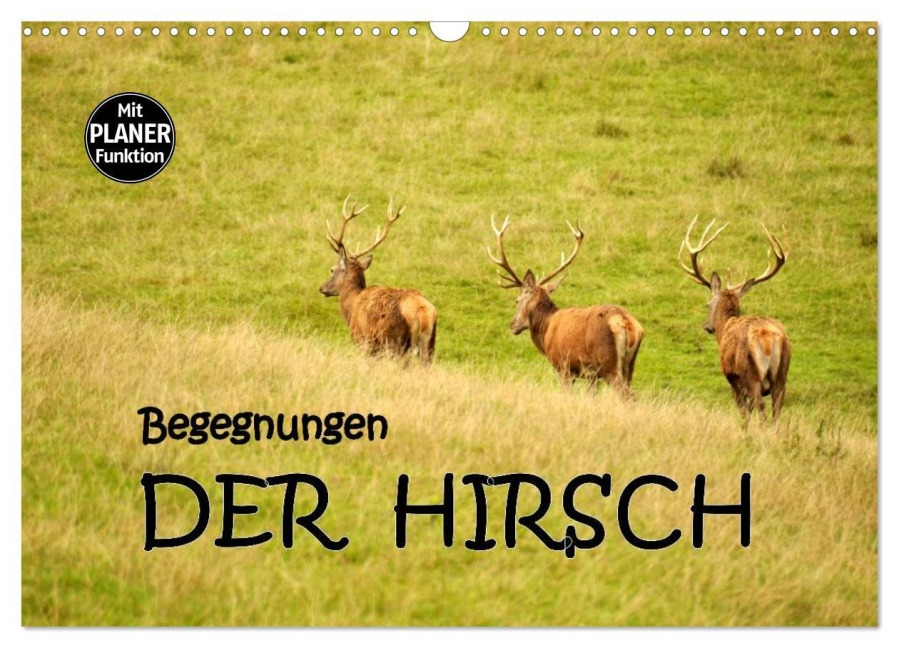 Begegnungen. DER HIRSCH (Wandkalender 2025 DIN A3 quer), CALVENDO Monatskalender - Gugigei Gugigei
