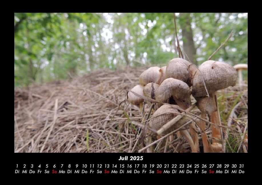 InsideView 11