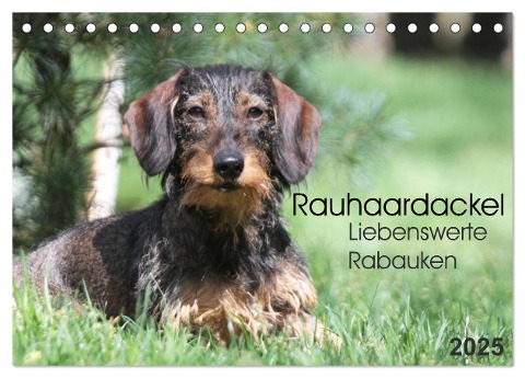 Liebenswerte Rabauken - Rauhaardackel (Tischkalender 2025 DIN A5 quer), CALVENDO Monatskalender - Barbara Mielewczyk