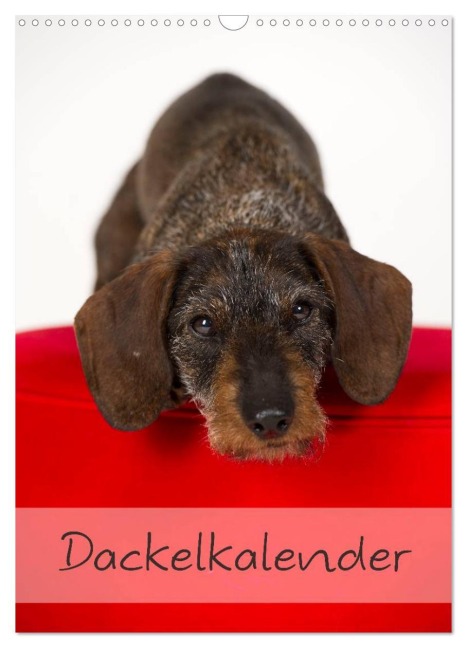 Dackel (Wandkalender 2026 DIN A3 hoch), CALVENDO Monatskalender - Nicole Noack
