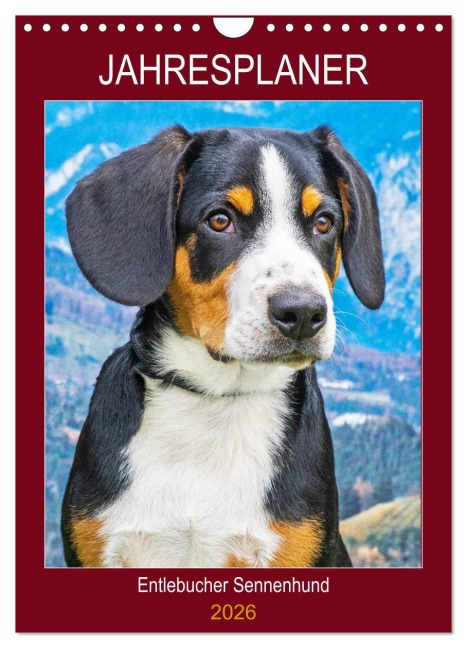 Jahresplaner Entlebucher Sennenhund (Wandkalender 2026 DIN A4 hoch), CALVENDO Monatskalender - Sigrid Starick