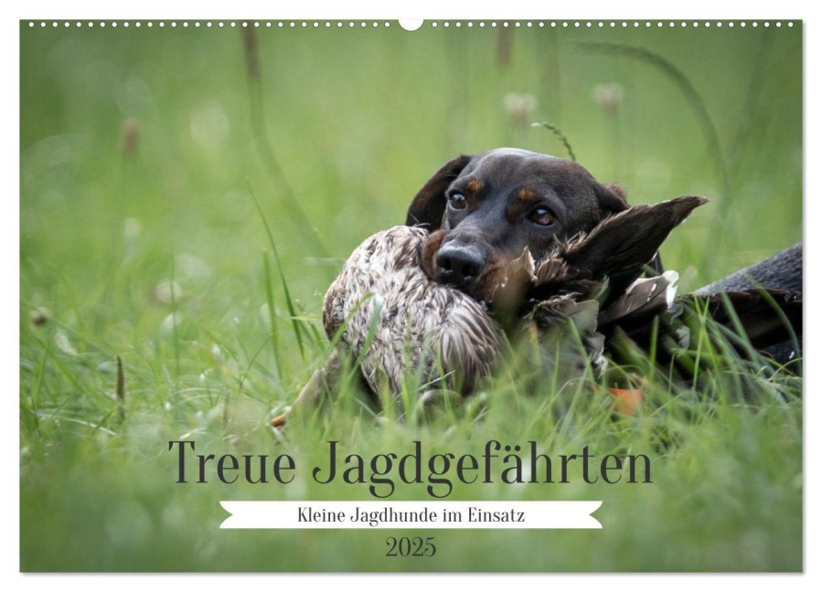 Treue Jagdgefährten - Kleine Jagdhunde im Einsatz (Wandkalender 2025 DIN A2 quer), CALVENDO Monatskalender - Yvonne Streib