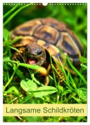 Cover-Bild zum Titel 'Langsame Schildkröten (Wandkalender 2026 DIN A3 hoch), CALVENDO Monatskalender' von 'Kattobello Kattobello'