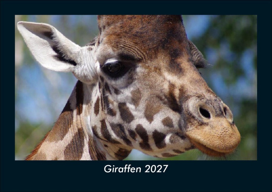Giraffen 2027 Fotokalender DIN A5 - Tobias Schmitt, Kevin Heber