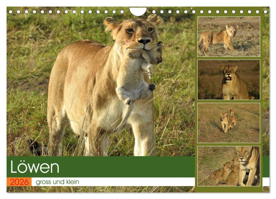 Löwen - gross und klein (Wandkalender 2026 DIN A4 quer), CALVENDO Monatskalender - Susan Michel
