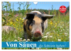 Cover-Bild zum Titel 'Von Säuen die Schwein haben! (Wandkalender 2026 DIN A4 quer), CALVENDO Monatskalender' von 'Elisabeth Stanzer'