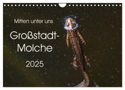 Mitten unter uns - Großstadt-Molche (Wandkalender 2025 DIN A4 quer), CALVENDO Monatskalender - Anne Wibke Hildebrandt