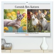 Cornish Rex Katzen. Ein Hauch von Extravaganz mit Locken und Charakter (hochwertiger Premium Wandkalender 2026 DIN A2 quer), Kunstdruck in Hochglanz - Rose Hurley