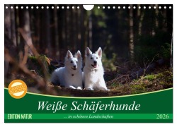 Cover-Bild zum Titel 'Weiße Schäferhunde in schönen Landschaften (Wandkalender 2026 DIN A4 quer), CALVENDO Monatskalender' von 'Martina Schikore'