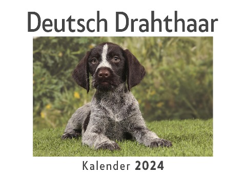 Deutsch Drahthaar (Wandkalender 2024, Kalender DIN A4 quer, Monatskalender im Querformat mit Kalendarium, Das perfekte Geschenk) - Anna Müller