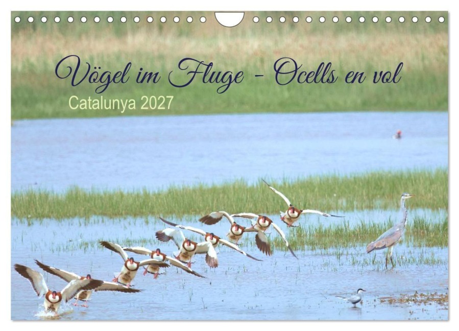 Vögel im Fluge - Ocells en vol (Wandkalender 2027 DIN A4 quer), CALVENDO Monatskalender - Klaus Meyer