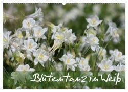 Blütentanz in Weiß (Wandkalender 2026 DIN A2 quer), CALVENDO Monatskalender - Gisela Kruse