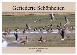 Cover-Bild zum Titel 'Gefiederte Schönheiten - Wildgänse in Norddeutschland (Wandkalender 2026 DIN A2 quer), CALVENDO Monatskalender' von 'Rolf Pötsch'