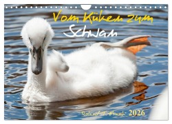 Cover-Bild zum Titel 'Vom Küken zum Schwan (Wandkalender 2026 DIN A4 quer), CALVENDO Monatskalender' von 'Roland T. Frank'