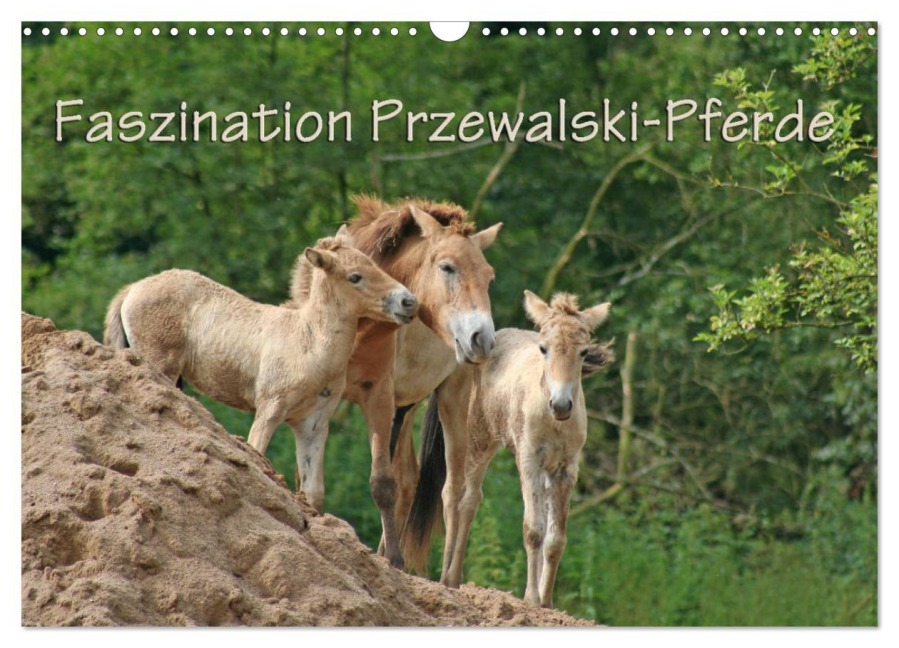 Faszination Przewalski-Pferde (Wandkalender 2026 DIN A3 quer), CALVENDO Monatskalender - Antje Lindert-Rottke