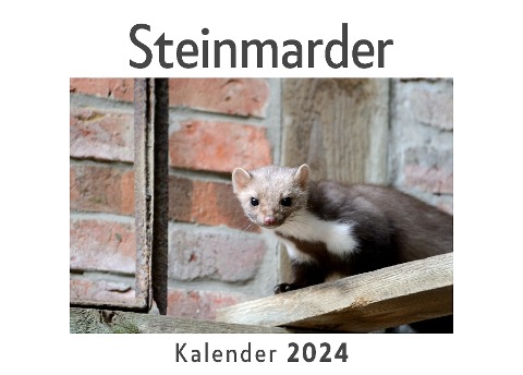 Steinmarder (Wandkalender 2024, Kalender DIN A4 quer, Monatskalender im Querformat mit Kalendarium, Das perfekte Geschenk) - Anna Müller
