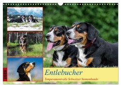 Cover-Bild zum Titel 'Entlebucher - Temperamentvolle Schweizer Sennenhunde (Wandkalender 2026 DIN A3 quer), CALVENDO Monatskalender' von 'Jana K. Fotografie'