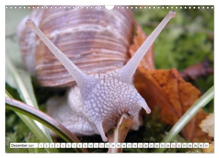 InsideView 4