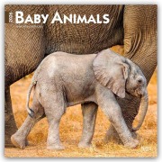 Cover-Bild zum Titel 'Baby Animals - Tierbabys - Tierkinder 2026 - 16-Monatskalender' von 'Browntrout Publishers'