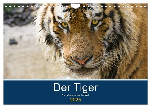 Der Tiger - die größte Katze der Welt (Wandkalender 2025 DIN A4 quer), CALVENDO Monatskalender - Cloudtail The Snow Leopard