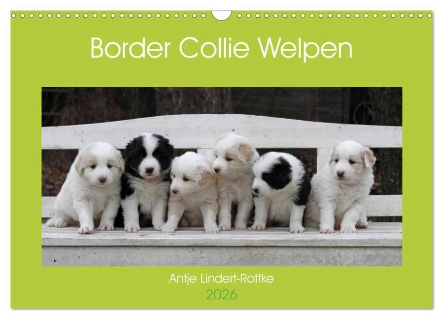 Border Collie Welpen (Wandkalender 2026 DIN A3 quer), CALVENDO Monatskalender - Antje Lindert-Rottke
