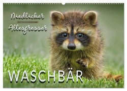 Cover-Bild zum Titel 'Waschbär - Niedlicher Allesfresser (Wandkalender 2026 DIN A2 quer), CALVENDO Monatskalender' von 'Peter Roder'