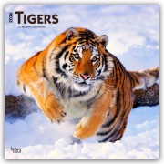 Tigers - Tiger 2026 - 16-Monatskalender - Browntrout Publishers