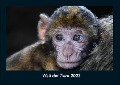 Welt der Tiere 2023 Fotokalender DIN A4 - Tobias Becker
