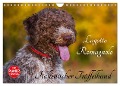 Lagotto Romagnolo - Italienischer Trüffelhund (Wandkalender 2024 DIN A4 quer), CALVENDO Monatskalender - Sigrid Starick