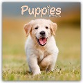 Puppies - Welpen 2025 16-Monatskalender - Avonside Publishing Ltd.